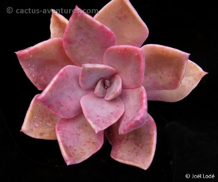 Graptoveria 'Douglas Hunt' JL4608 P1100994fk